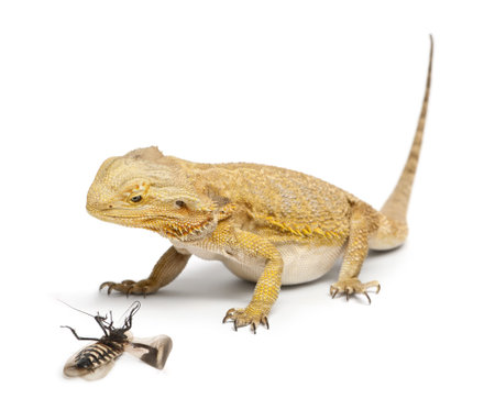 Central Bearded Dragon, Pogona vitticeps, looking at a Cockroach in front of white backgroundの写真素材