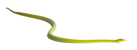 Eastern green mamba  - Dendroaspis angusticeps, poisonous, white background