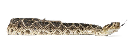 eastern diamondback rattlesnake - Crotalus adamanteus , poisonous, white background