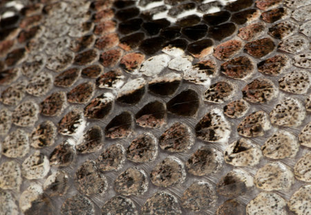 rhinoceros viper, river jack - Bitis nasicornis X gabonica (poisonous)の写真素材