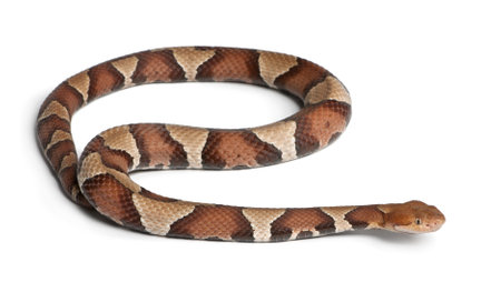 Copperhead snake or highland moccasin - Agkistrodon contortrix, poisonous, white background