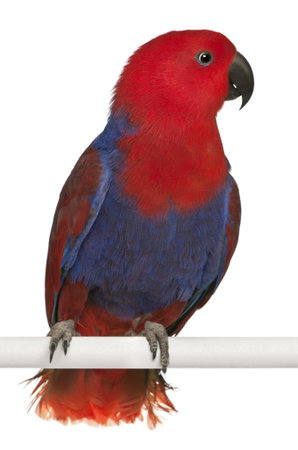 Female Eclectus Parrot, Eclectus roratus, perching in front of white backgroundの写真素材