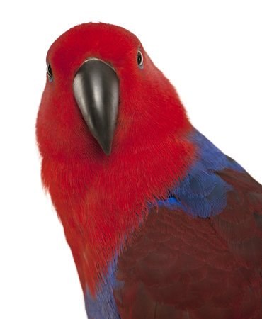 Portrait of Female Eclectus Parrot, Eclectus roratus, in front of white backgroundの写真素材
