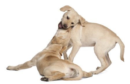 Young Labrador Retriever, 4 months oldの写真素材