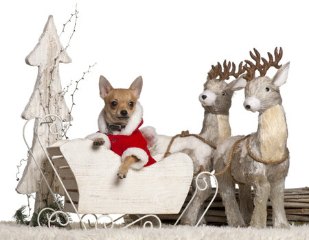 Chihuahua puppy, 4 months old, in Christmas sleigh in front of white backgroundの写真素材