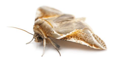 Buff Arches, Habrosyne pyritoides, a moth against white backgroundの写真素材
