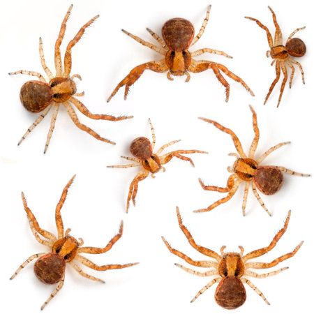 Crab spiders, Xysticus sp against white backgroundの写真素材