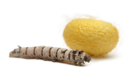 Silkworm larvae and cocoon, Bombyx mori, against white backgroundの写真素材