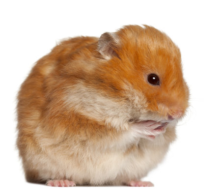 Hamster sitting against white backgroundの写真素材