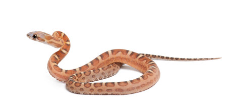 Scaleless Corn Snake, Pantherophis guttatus guttatus, against white background