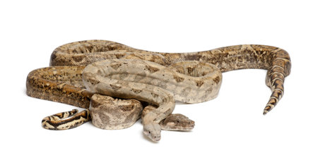 Two Common Northern Boas, Boa constrictor imperator, from Hog Island, Honduras, Central America,...