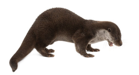 European Otter, Lutra lutra, 6 years old, standing against white backgroundの写真素材