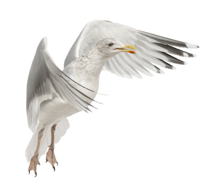 European Herring Gull, Larus argentatus, 4 years old, flying against white backgroundの写真素材