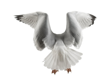European Herring Gull, Larus argentatus, 4 years old, flying against white backgroundの写真素材