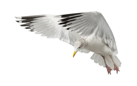 European Herring Gull, Larus argentatus, 4 years old, flying against white backgroundの写真素材