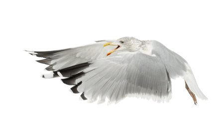 European Herring Gull, Larus argentatus, 4 years old, flying against white background