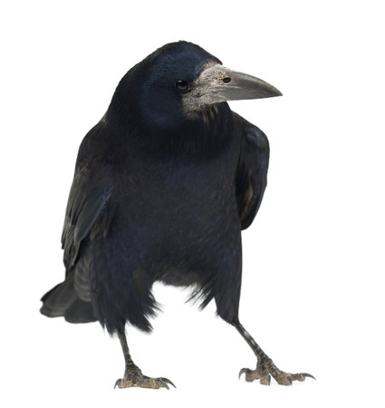 Rook, Corvus frugilegus, 3 years old, standing against white backgroundの写真素材