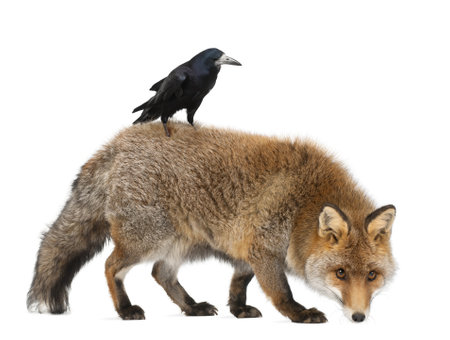 Old Red fox, Vulpes vulpes, 15 years old, and Rook, Corvus frugilegus, 3 years old, walking against white backgroundの写真素材
