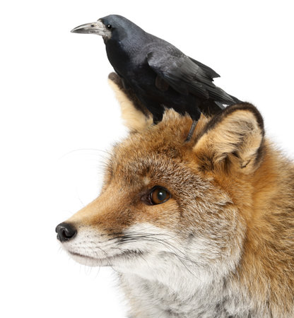 Old Red fox, Vulpes vulpes, 15 years old, and Rook, Corvus frugilegus, 3 years old, against white...