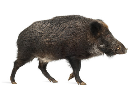 Wild boar, also wild pig, Sus scrofa, 15 years old, against white backgroundの写真素材