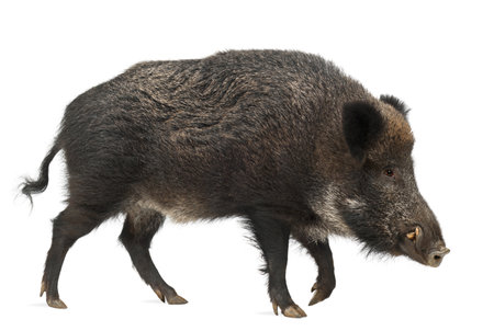 Wild boar, also wild pig, Sus scrofa, 15 years old, against white backgroundの写真素材