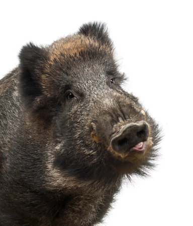 Wild boar, also wild pig, Sus scrofa, 15 years old, portrait and close up against white backgroundの写真素材
