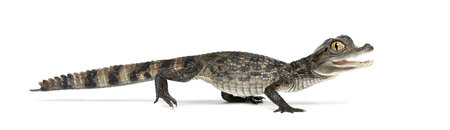 Spectacled Caiman, Caiman crocodilus, also known as a the White Caiman or Common Caiman, 2 months old, against white backgroundの写真素材