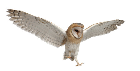 Barn Owl, Tyto alba, 4 months old, flying against white backgroundの写真素材