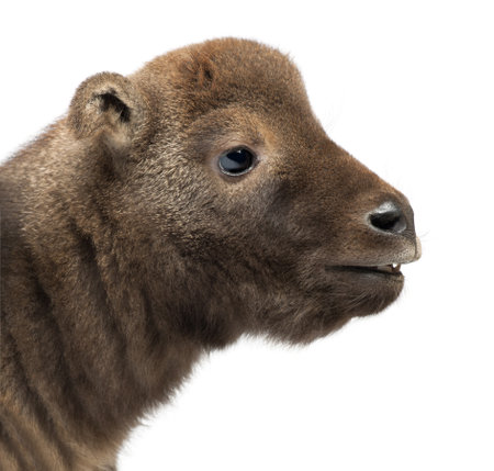 Mishmi Takin, Budorcas taxicolor taxicol, also called Cattle Chamois or Gnu Goat, 10 days old, against white backgroundの写真素材