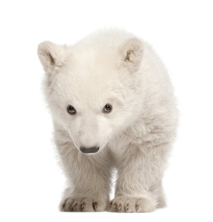 Polar bear cub, Ursus maritimus, 3 months old, standing against white backgroundの写真素材