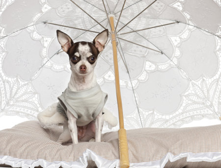 Chihuahua, 10 months old, sitting under parasol against white backgroundの写真素材