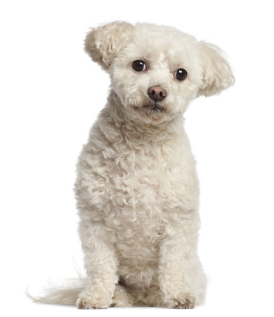 Bichon FrisâÂ©, 7 years old, sitting against white backgroundの写真素材