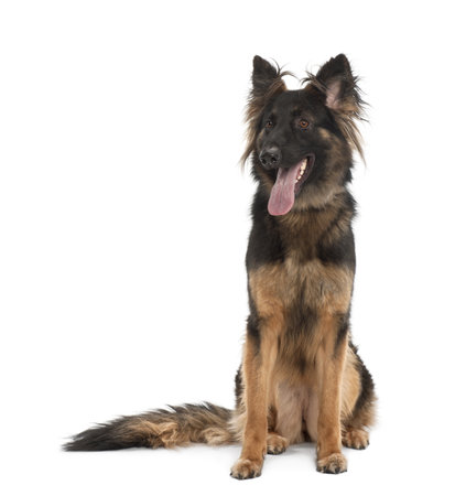 German Shepherd Dog, 18 months old, sitting against white backgroundの写真素材