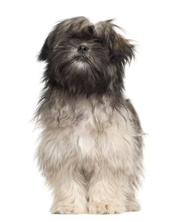 Lhasa apso standing against white backgroundの写真素材