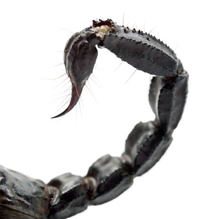 Emperor Scorpion, Pandinus imperator, close up of tail against white background