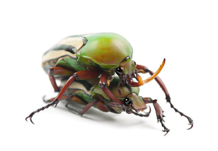 Mating Flamboyant Flower Beetles or Striped Love Beetle, Eudicella gralli hubini, against white backgroundの写真素材