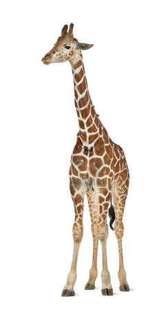 Somali Giraffe, commonly known as Reticulated Giraffe, Giraffa camelopardalis reticulata, 2 and a half years old standing against white backgroundの写真素材