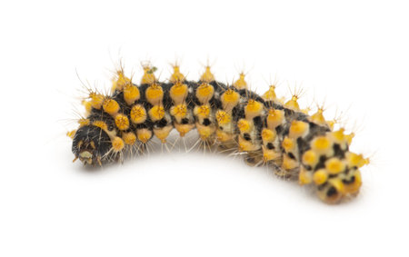Caterpillar of Giant Peacock Moth, 15 days old, Saturnia pyri, against white background