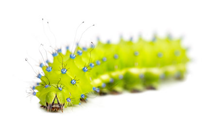 Caterpillar of the Giant Peacock Moth, Saturnia pyri, against white backgroundの写真素材
