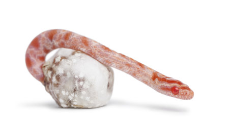 Corn snake hatching, Pantherophis guttatus guttatus, also know as red rat snake against white...