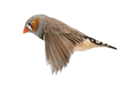 Zebra Finch flying, Taeniopygia guttata, against white backgroundの写真素材
