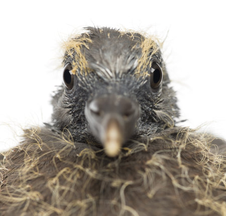 Portrait of Young Common Wood Pigeon, Columba palumbus against white backgroundの写真素材