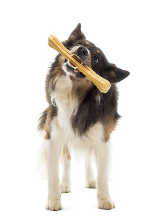 Border Collie standing and chewing bone against white backgroundの写真素材