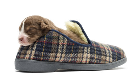 Australian Shepherd puppy sleeping in a slipper, 11 days old against white backgroundの写真素材