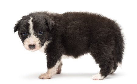 Side view of an Australian Shepherd puppy, 24 days old, standing and portrait against white backgroundの写真素材