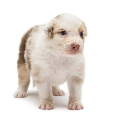Australian Shepherd puppy, 24 days old, standing and looking away against white backgroundの写真素材