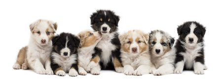 Front view of Australian Shepherd puppies, 6 weeks old, sitting and lying in a row against white backgroundの写真素材