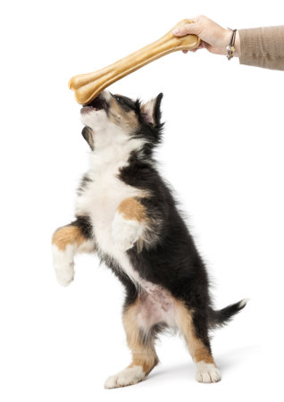 Australian Shepherd puppy, 2 months old, reaching knuckle bone against white backgroundの写真素材
