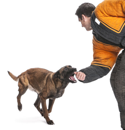 Belgian Shepherd running to attack the arm of a trainer wearing a body bite suit against white backgroundの写真素材
