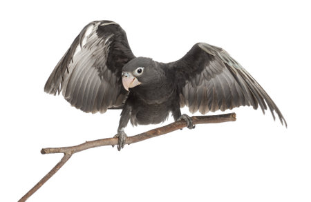 Greater Vasa Parrot, Coracopsis vasa, 7 weeks old, perched on branch with spread wings against white...